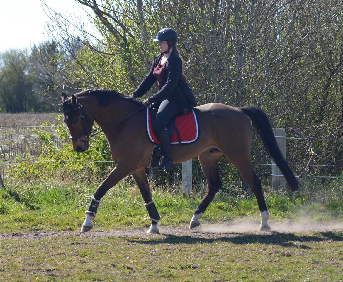 Dansk Varmblod Hedegaardens labaldi billede 8