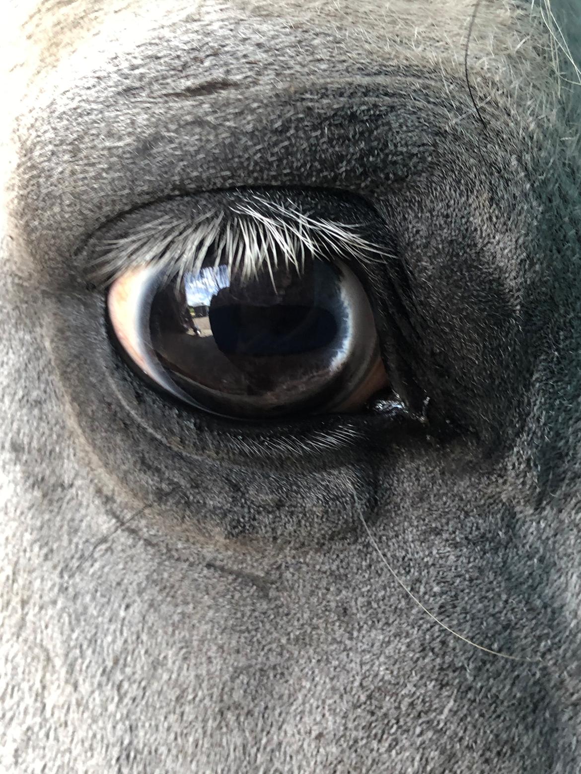 Welsh Partbred (Sec F) Mr. Hendrix - Smukt ❤️ billede 20