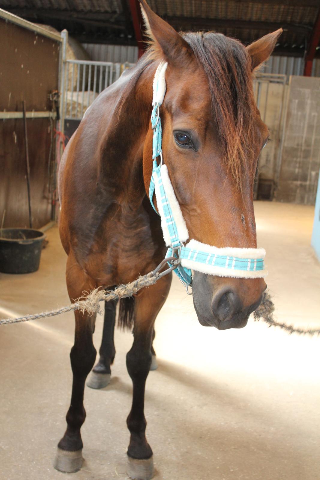 Traver Redford billede 19