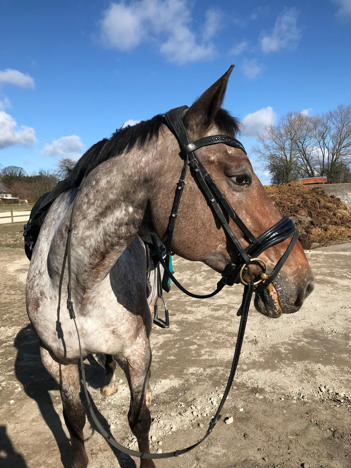 Knabstrupper Kildegårdens Sif - Himmelhest billede 6