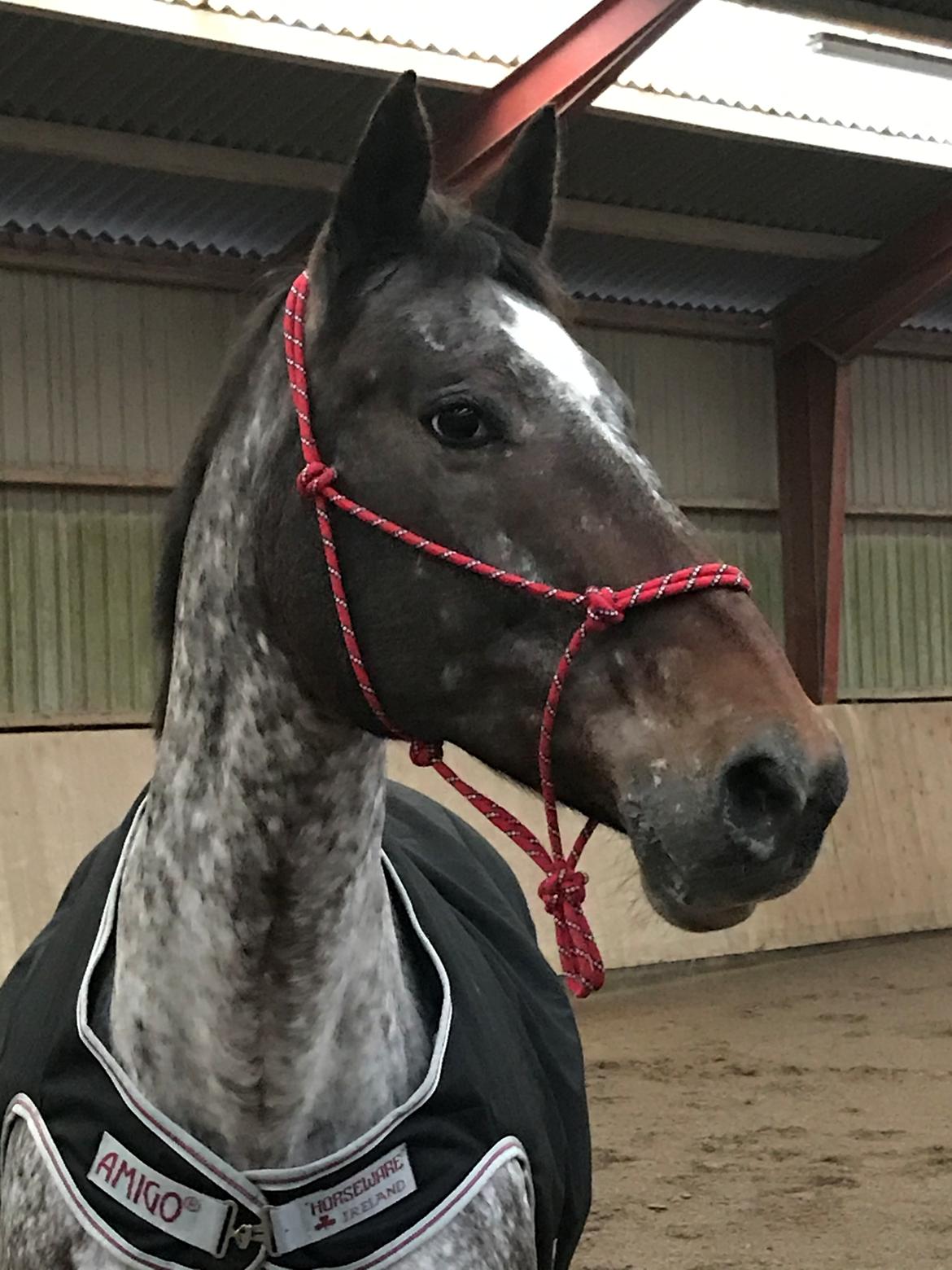 Knabstrupper Kildegårdens Sif - Himmelhest billede 8