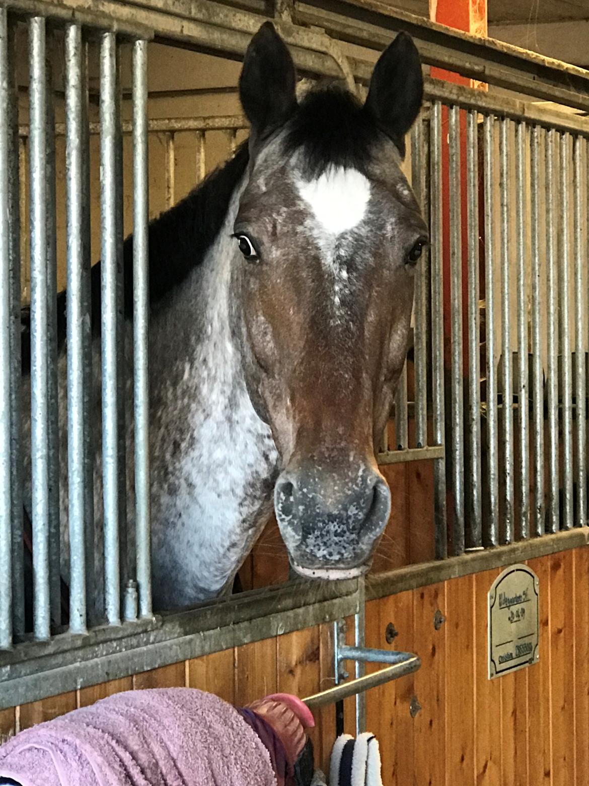 Knabstrupper Kildegårdens Sif - Himmelhest billede 9