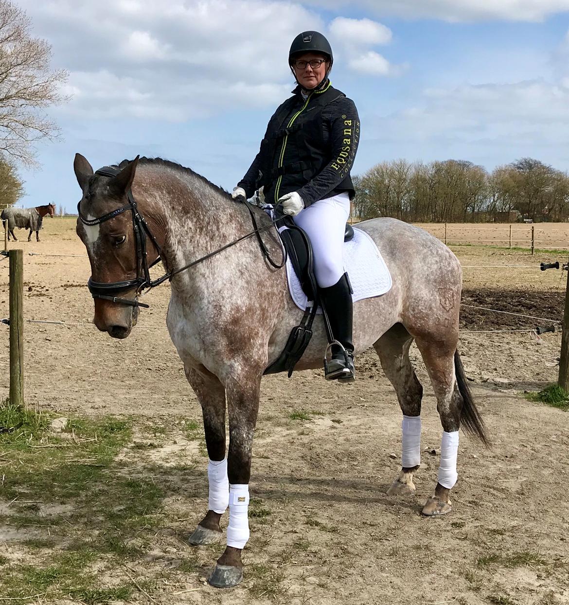 Knabstrupper Kildegårdens Sif - Himmelhest billede 3