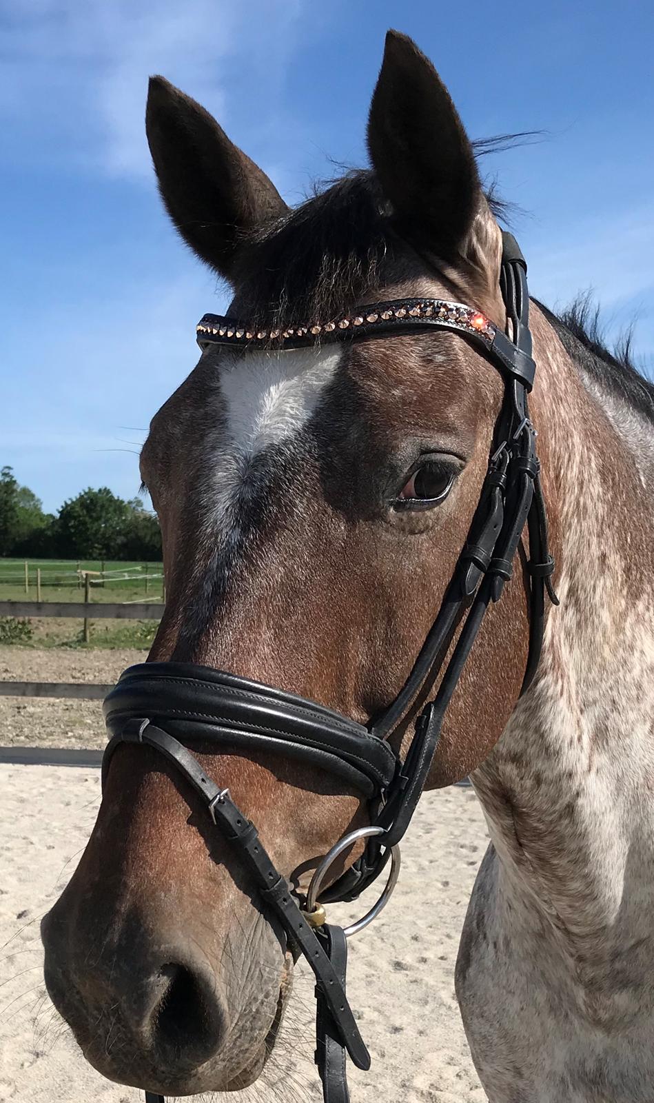 Knabstrupper Kildegårdens Sif - Himmelhest billede 1