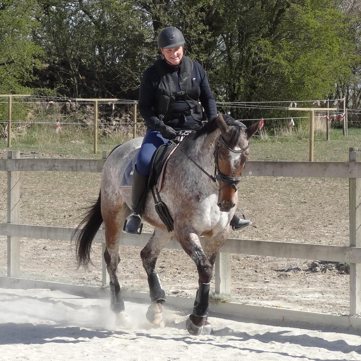 Knabstrupper Kildegårdens Sif - Himmelhest billede 5