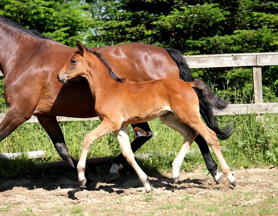 Tysk Oldenburger Bastbjergs Barbett (Baby) billede 1