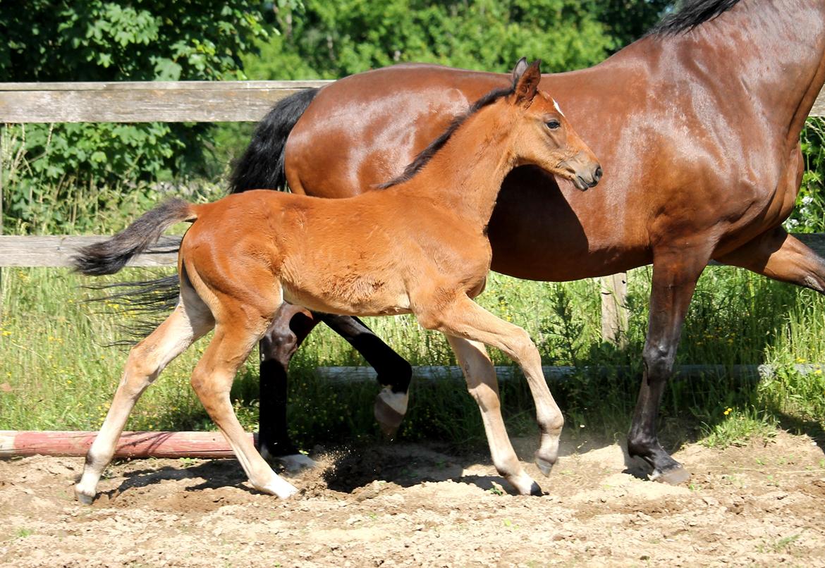 Tysk Oldenburger Bastbjergs Barbett (Baby) billede 4