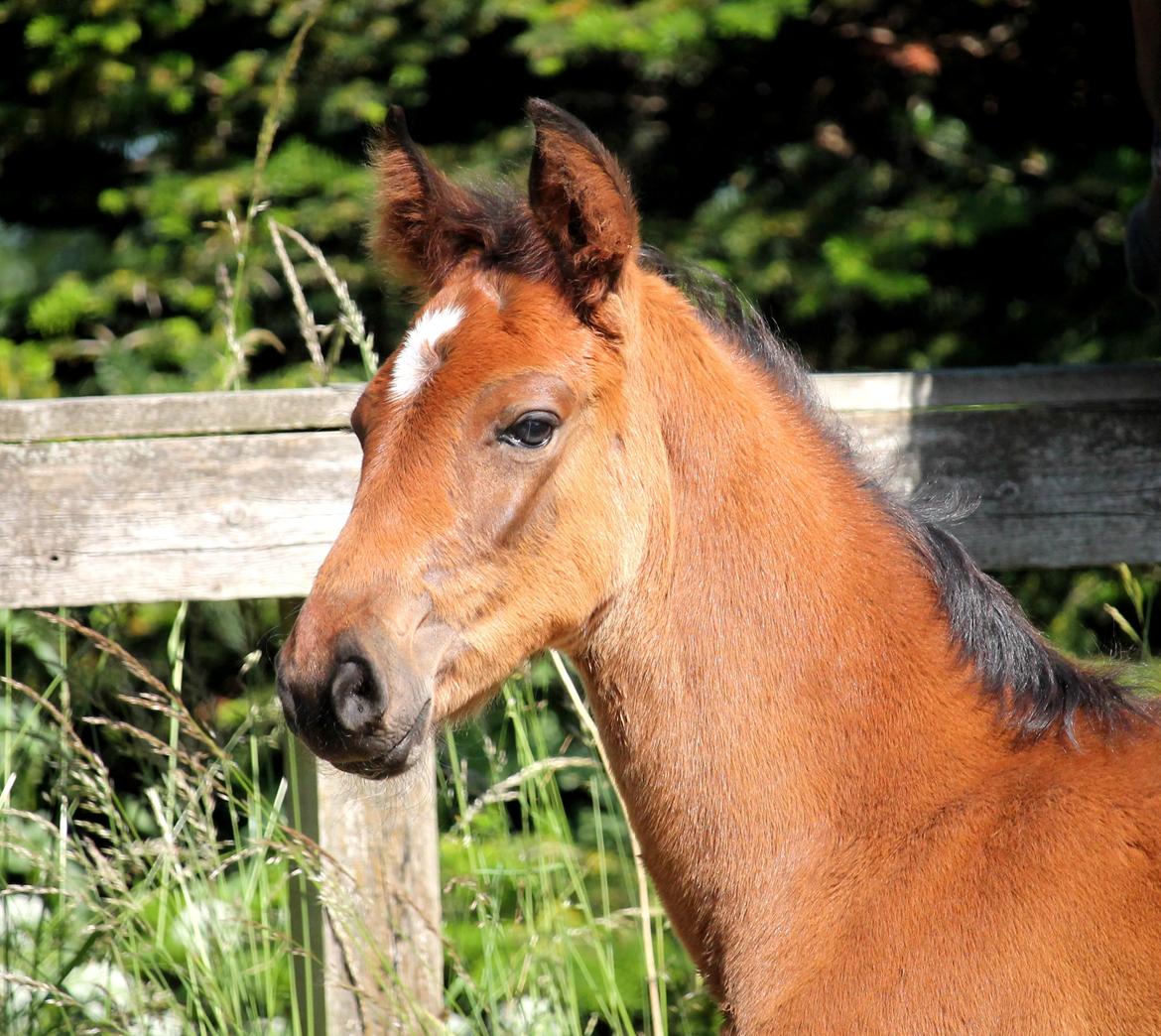 Tysk Oldenburger Bastbjergs Barbett (Baby) billede 8