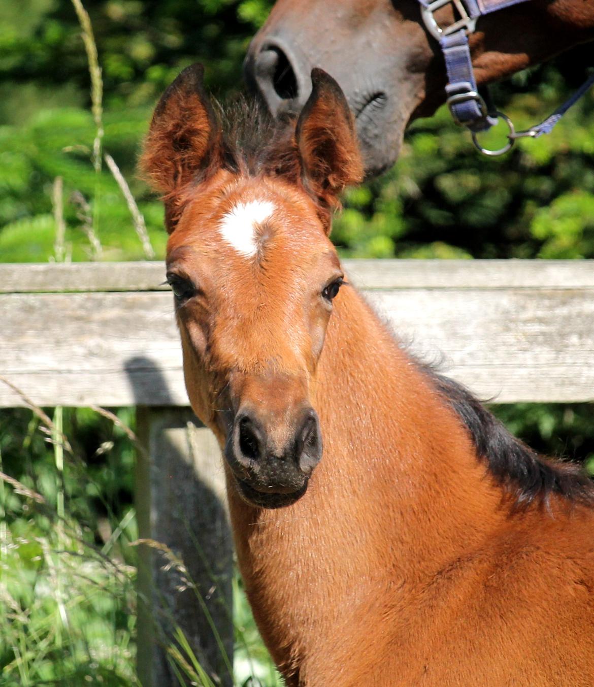 Tysk Oldenburger Bastbjergs Barbett (Baby) billede 6