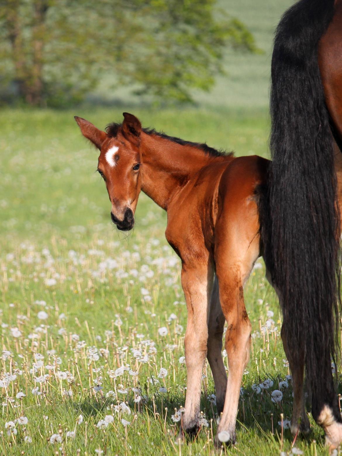 Tysk Oldenburger Bastbjergs Barbett (Baby) billede 13