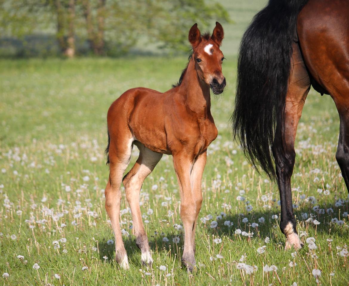 Tysk Oldenburger Bastbjergs Barbett (Baby) billede 14