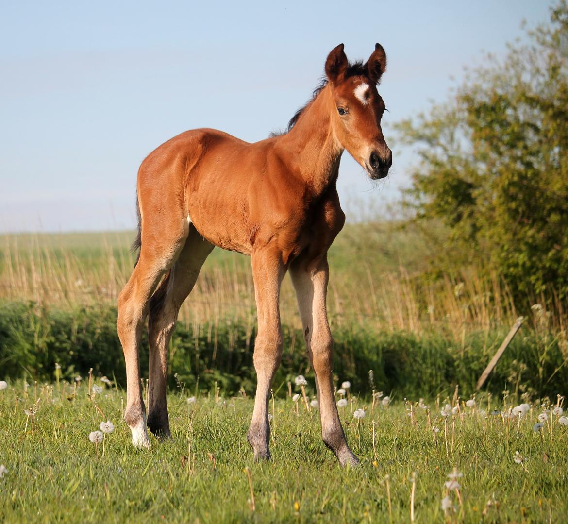 Tysk Oldenburger Bastbjergs Barbett (Baby) billede 11