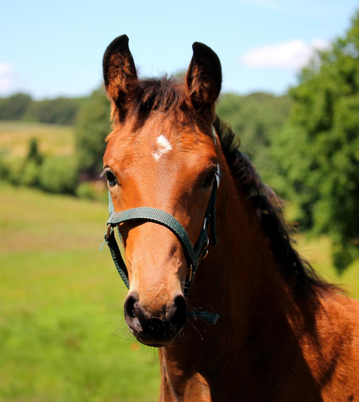 Tysk Oldenburger Bastbjergs Fleur de Lis (Fut Fut) billede 37