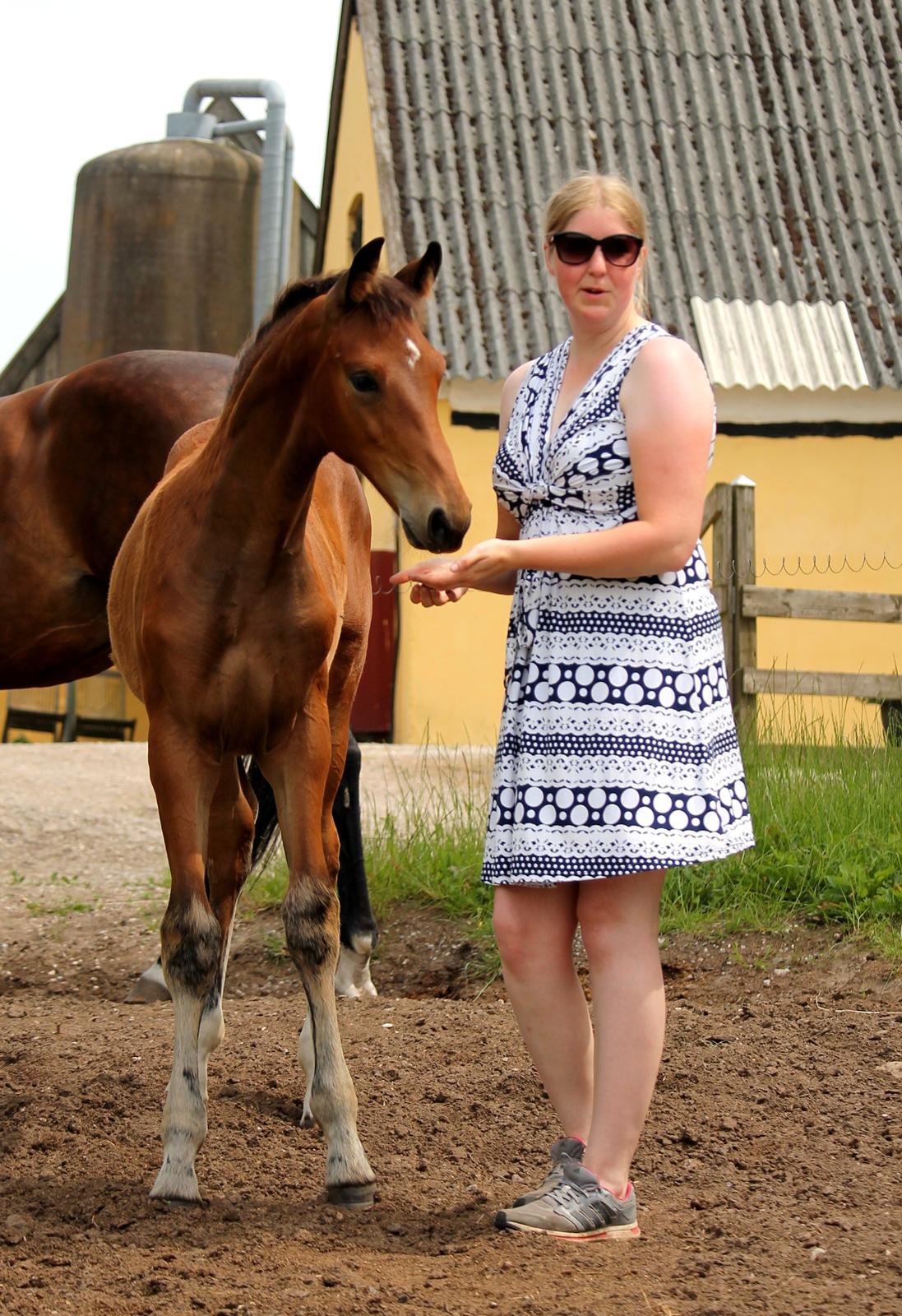 Tysk Oldenburger Bastbjergs Fleur de Lis (Fut Fut) billede 39