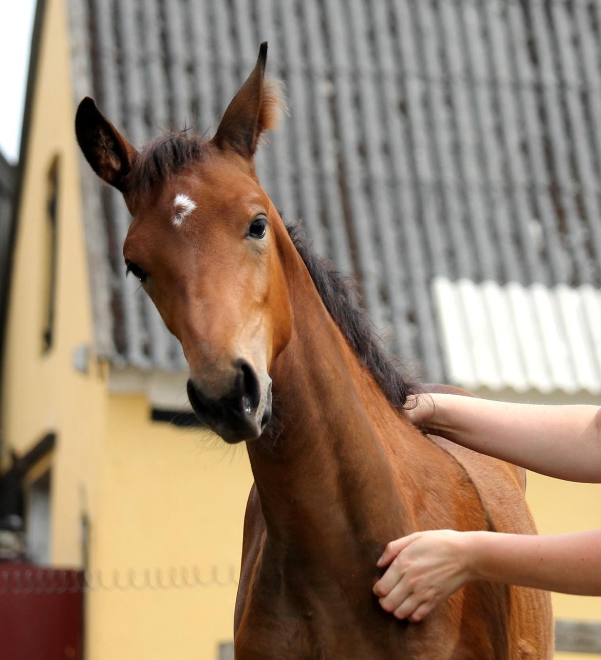 Tysk Oldenburger Bastbjergs Fleur de Lis (Fut Fut) billede 40