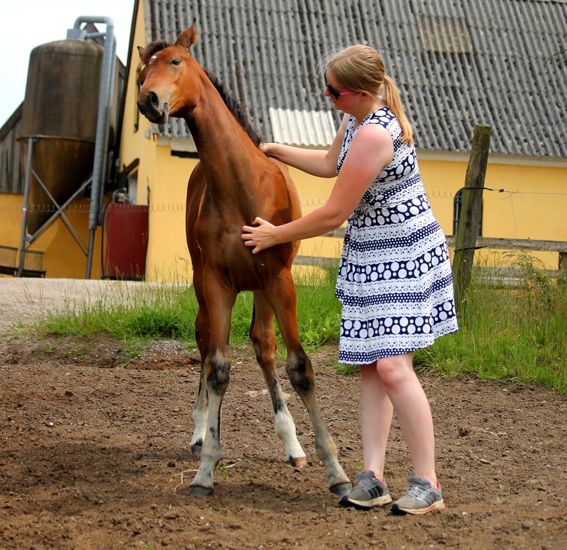 Tysk Oldenburger Bastbjergs Fleur de Lis (Fut Fut) billede 41
