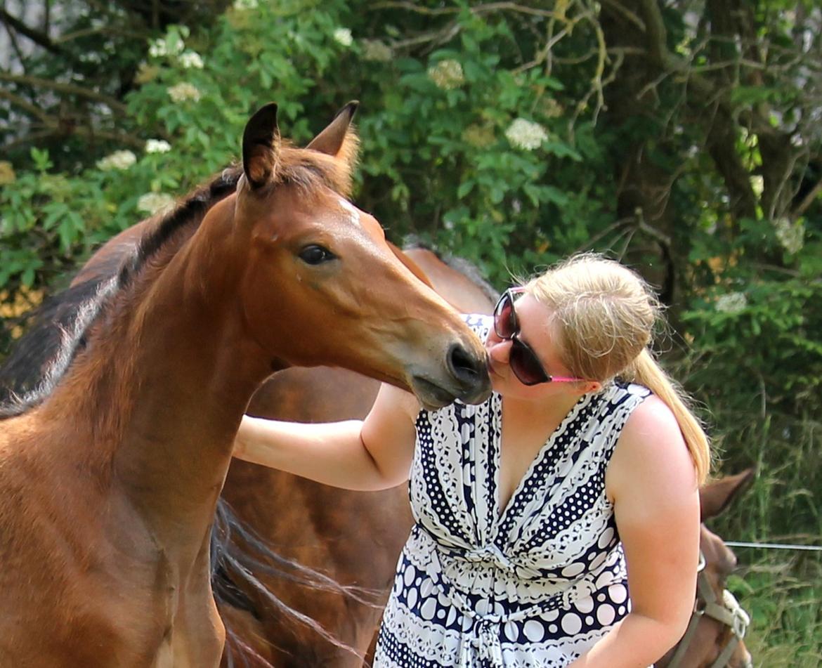 Tysk Oldenburger Bastbjergs Fleur de Lis (Fut Fut) billede 38