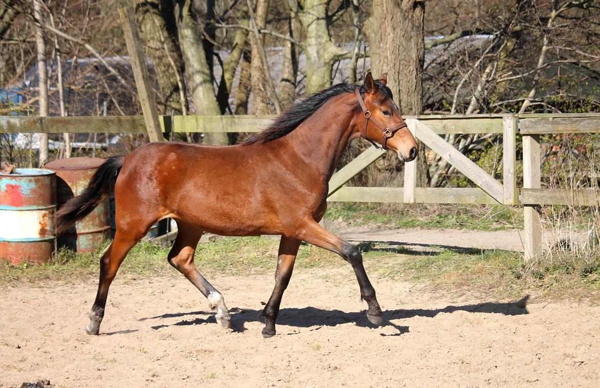 Tysk Oldenburger Bastbjergs Fleur de Lis (Fut Fut) billede 42