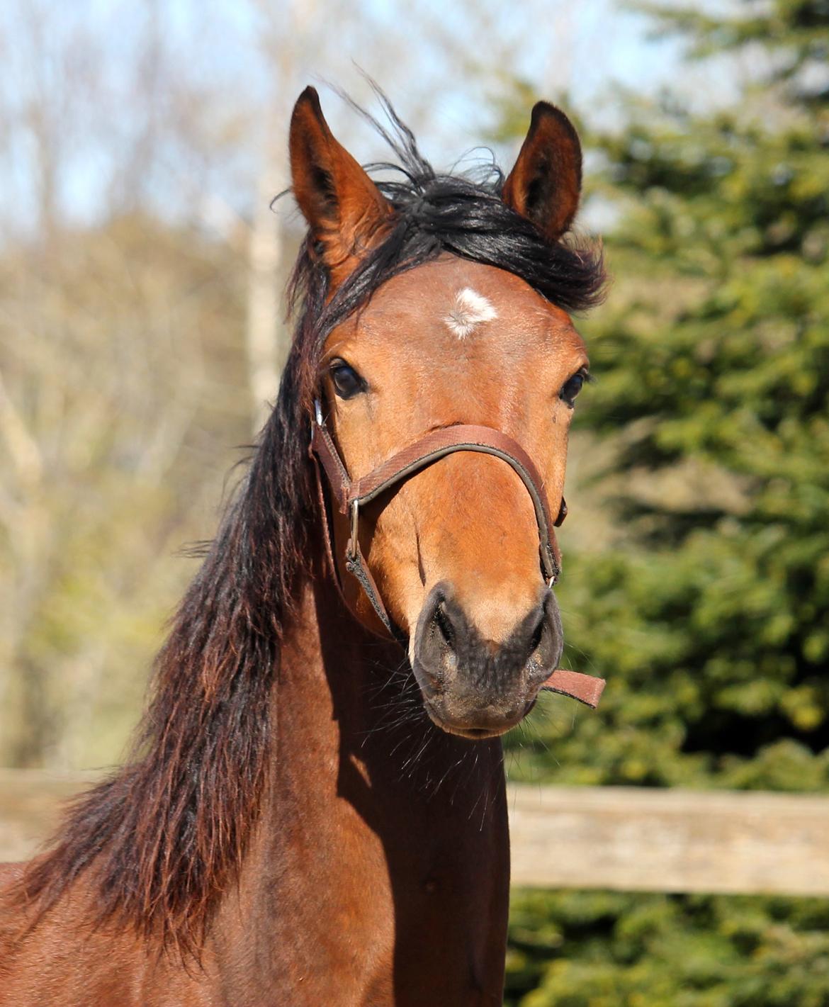 Tysk Oldenburger Bastbjergs Fleur de Lis (Fut Fut) billede 43