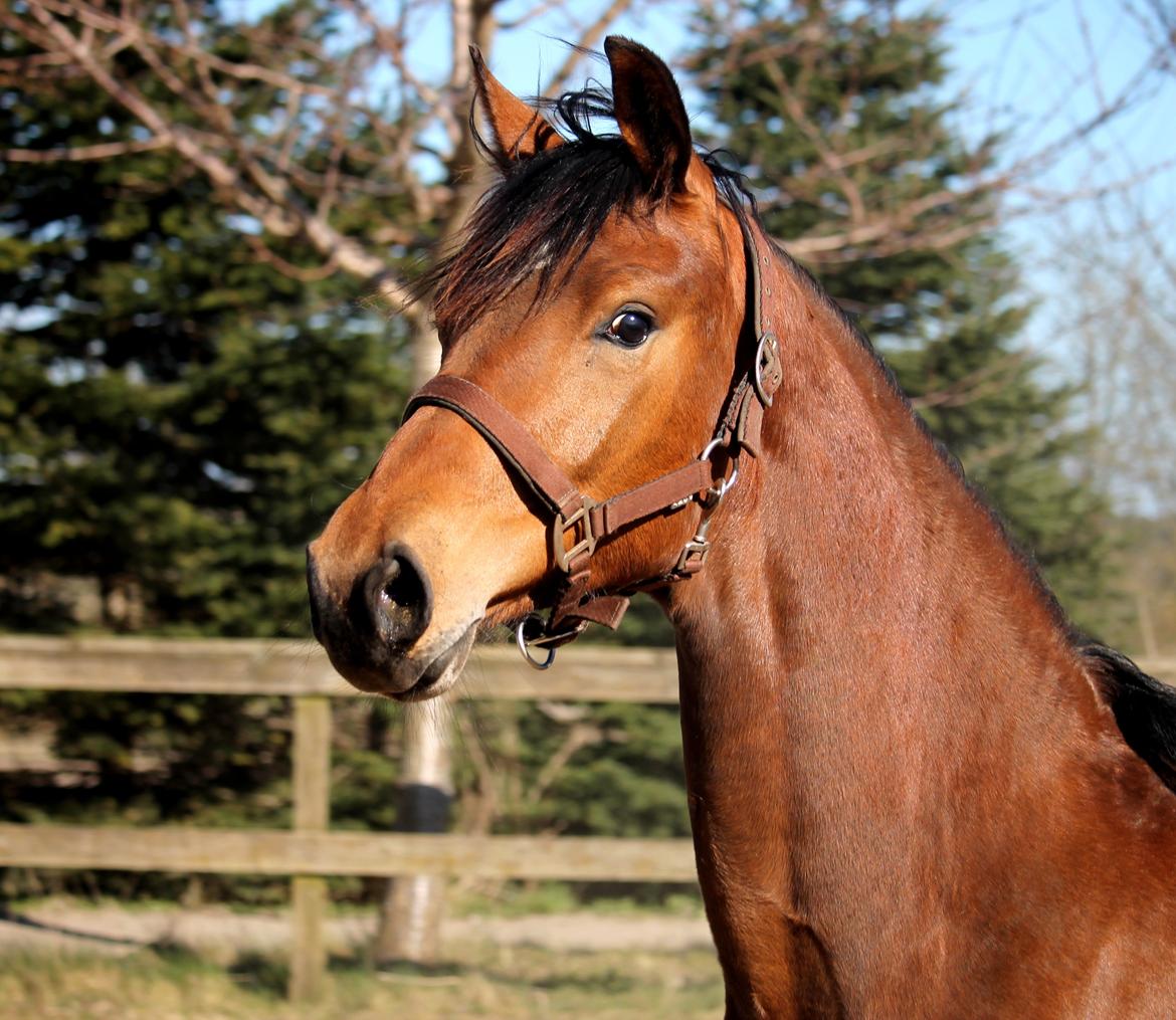 Tysk Oldenburger Bastbjergs Fleur de Lis (Fut Fut) billede 44