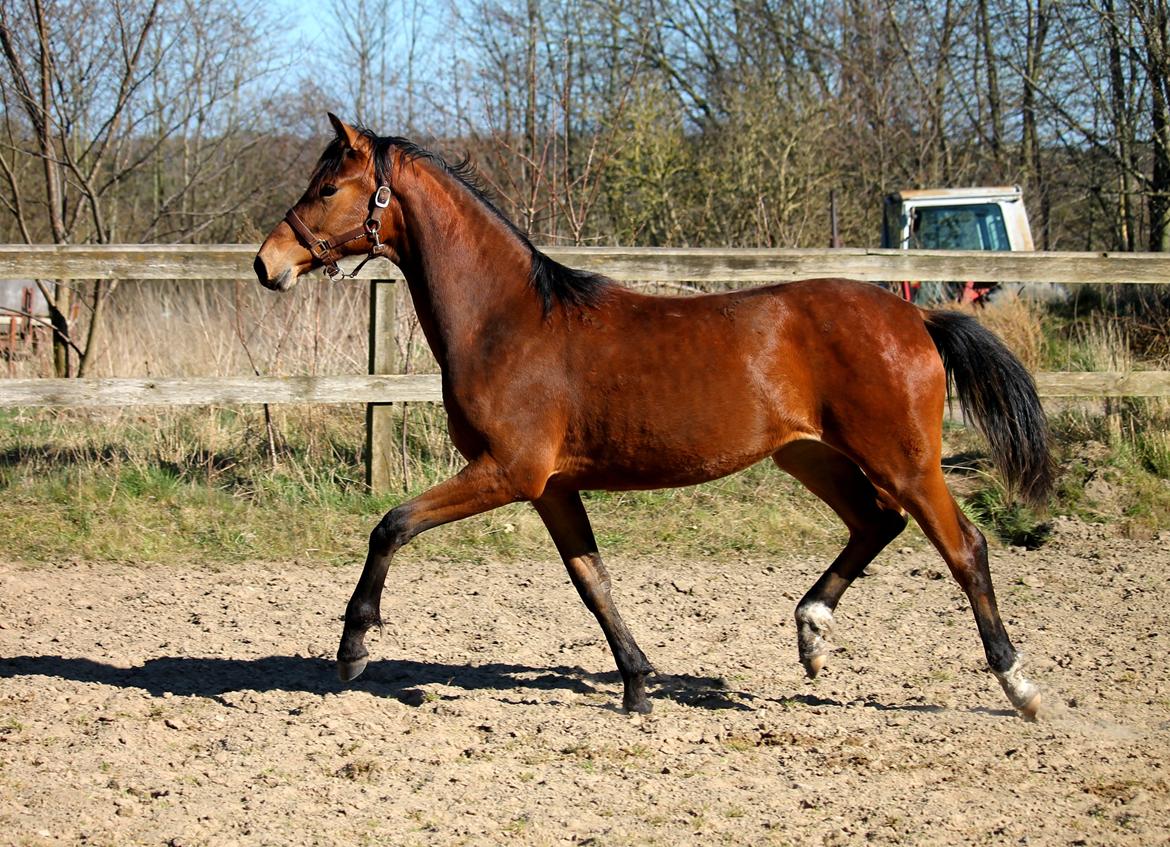 Tysk Oldenburger Bastbjergs Fleur de Lis (Fut Fut) billede 45