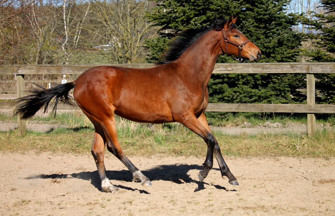 Tysk Oldenburger Bastbjergs Fleur de Lis (Fut Fut) billede 46