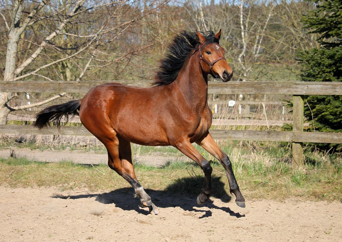 Tysk Oldenburger Bastbjergs Fleur de Lis (Fut Fut) billede 2