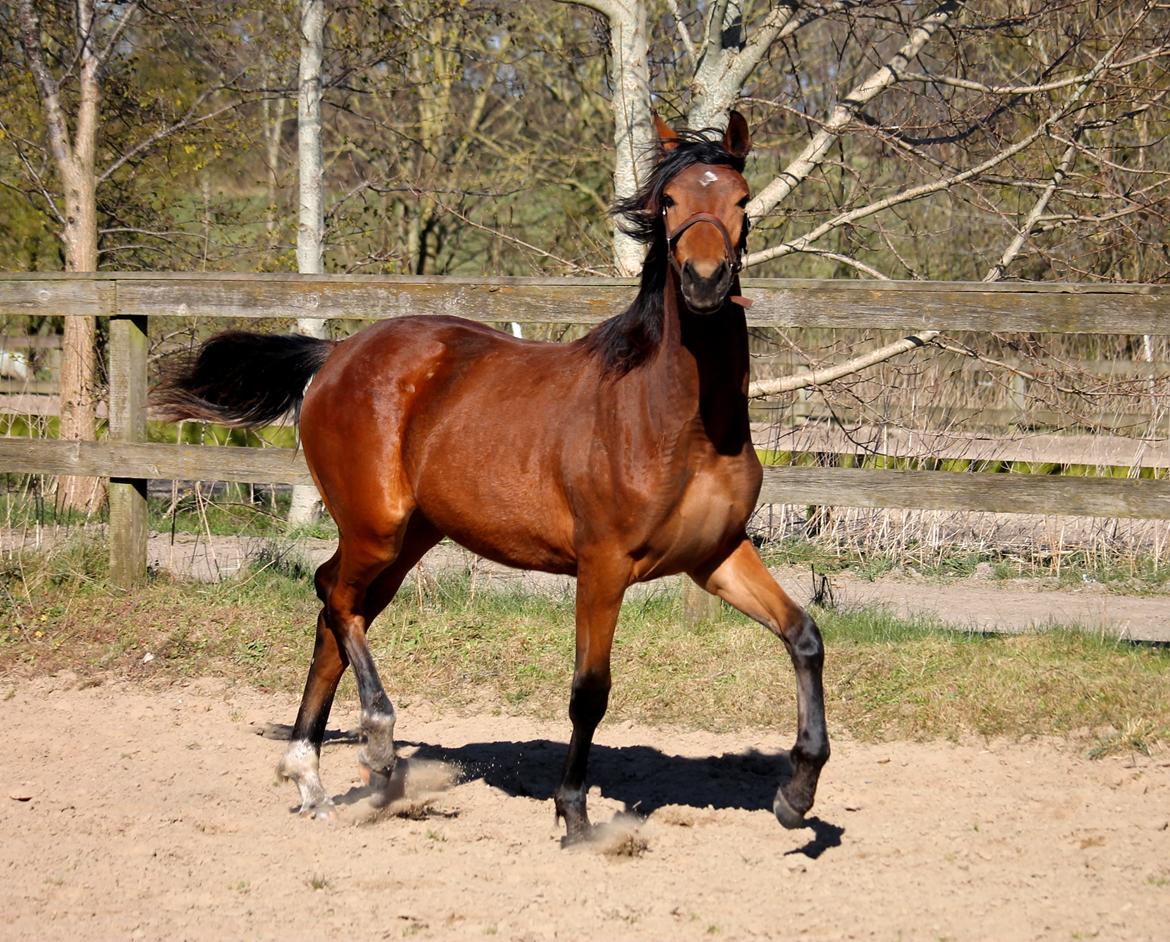 Tysk Oldenburger Bastbjergs Fleur de Lis (Fut Fut) billede 47