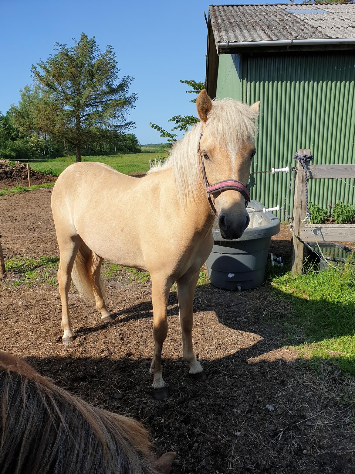 Islænder Ósk fra Haldgården SOLGT billede 7