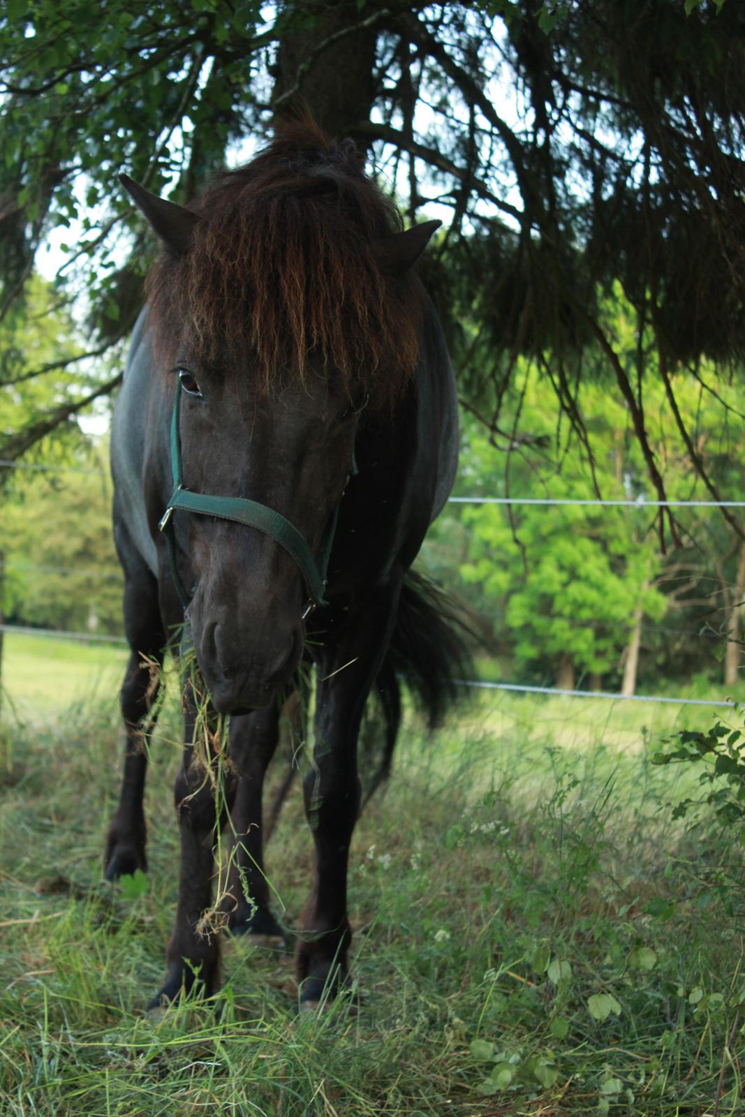 Islænder Pipar fra Katulabo billede 19