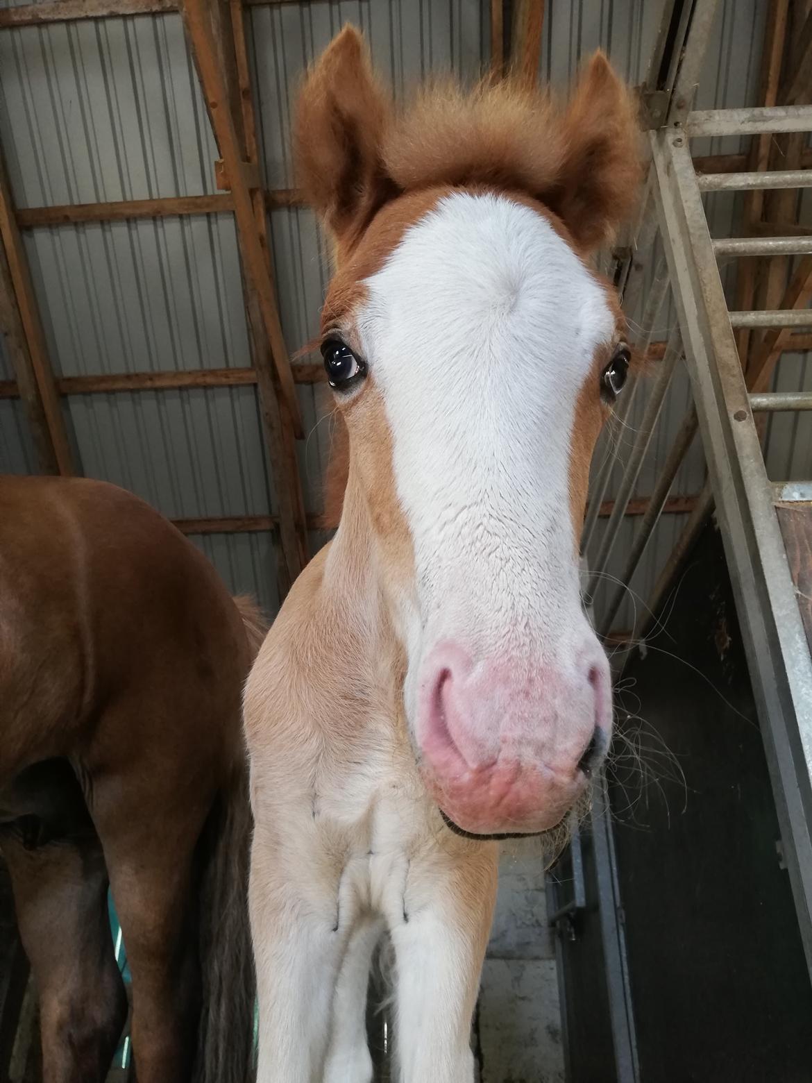 Islænder Gletta fra Østervang billede 15