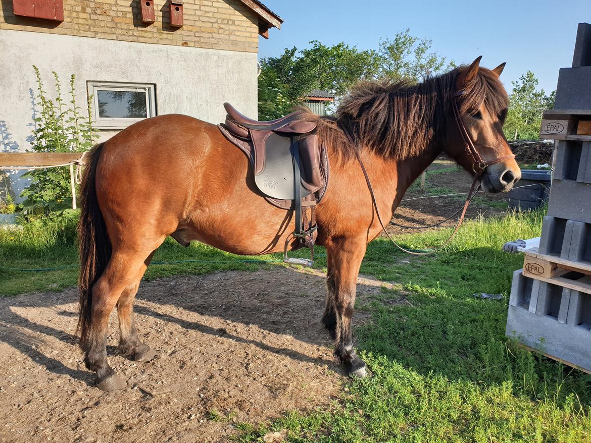Islænder Sigurdur fra Lindegården SOLGT billede 11