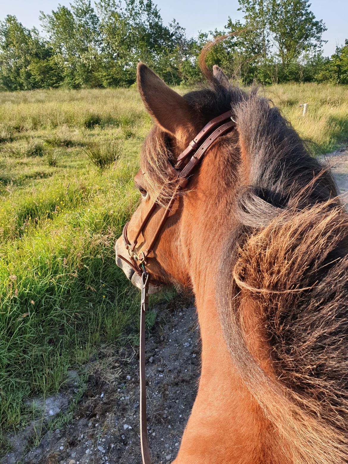 Islænder Sigurdur fra Lindegården SOLGT billede 13