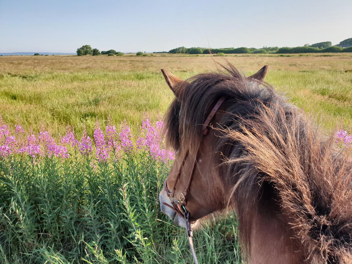 Islænder Sigurdur fra Lindegården SOLGT billede 12