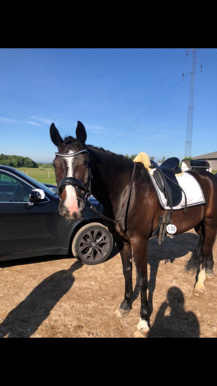 Dansk Varmblod Sean Connery agent 007 billede 3