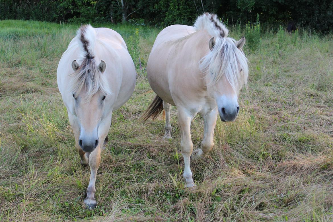 Fjordhest Lau - Lau til højre med hans datter Bellis til venstre billede 12