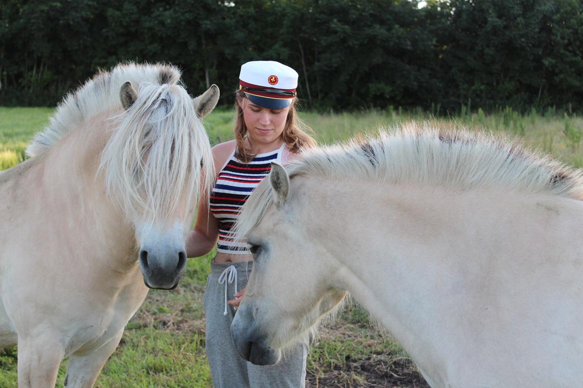 Fjordhest Lau - Lau til højre, datteren Bellis til venstre billede 13