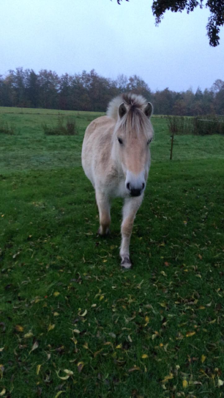 Fjordhest Bellis billede 12