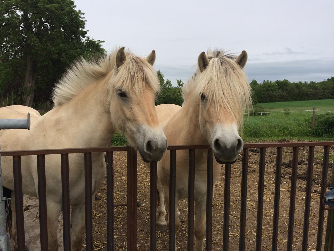 Fjordhest Bellis billede 13