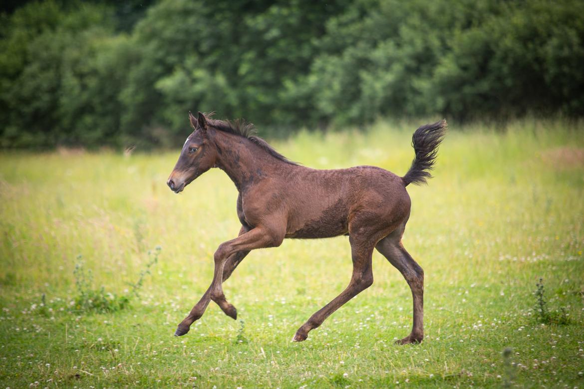 Knabstrupper Ingemanns Tahiti - 10,5 uge (1 juli 2020)  billede 6