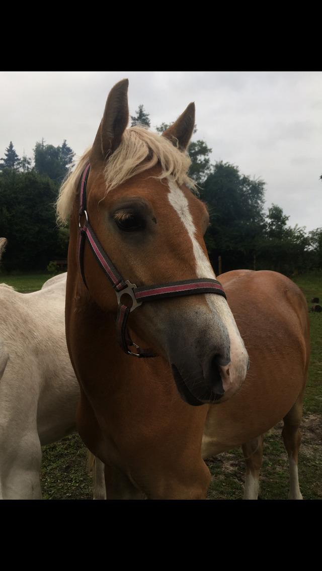 Anden særlig race Jack billede 1