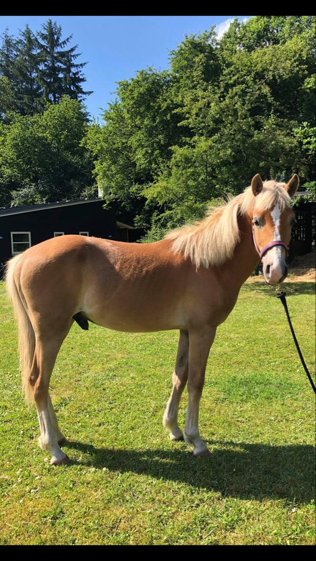 Anden særlig race Jack billede 3