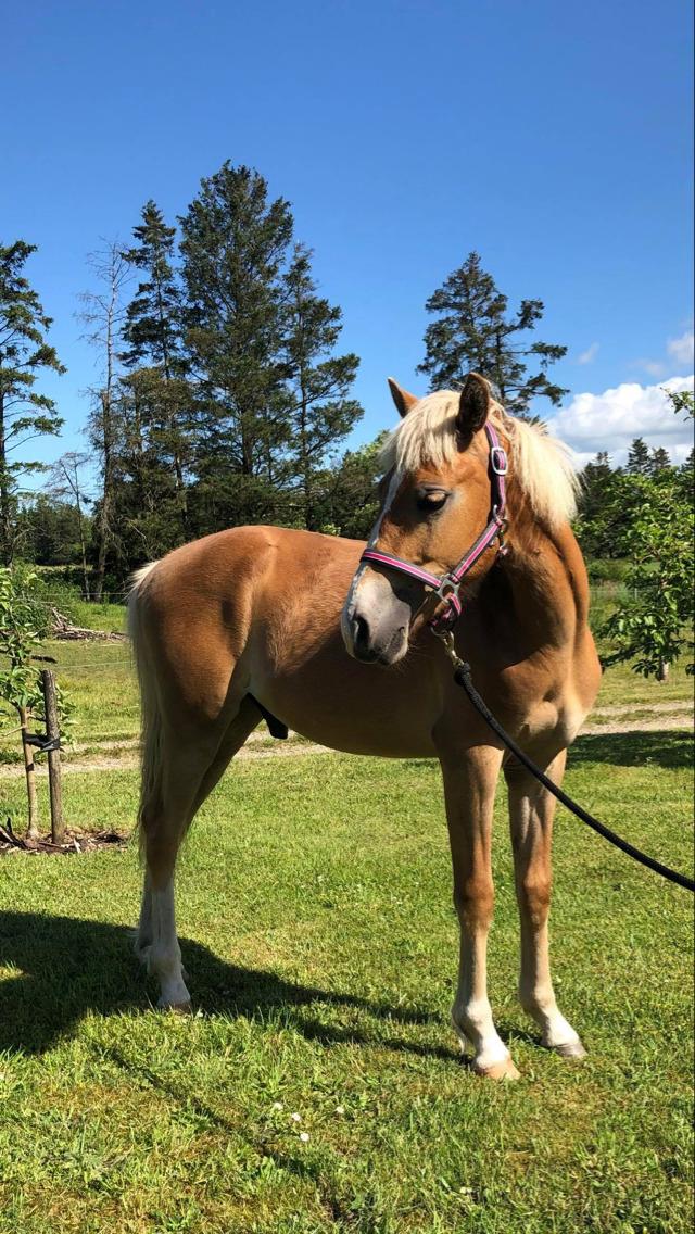 Anden særlig race Jack billede 2