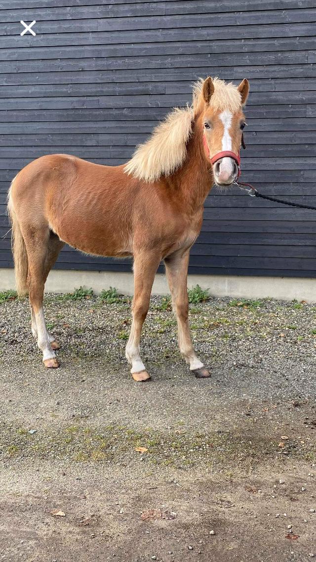 Anden særlig race Jack billede 5