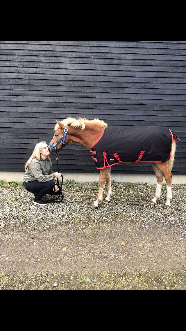 Anden særlig race Jack billede 6