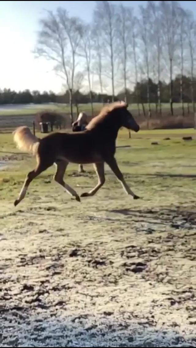 Anden særlig race Jack billede 7