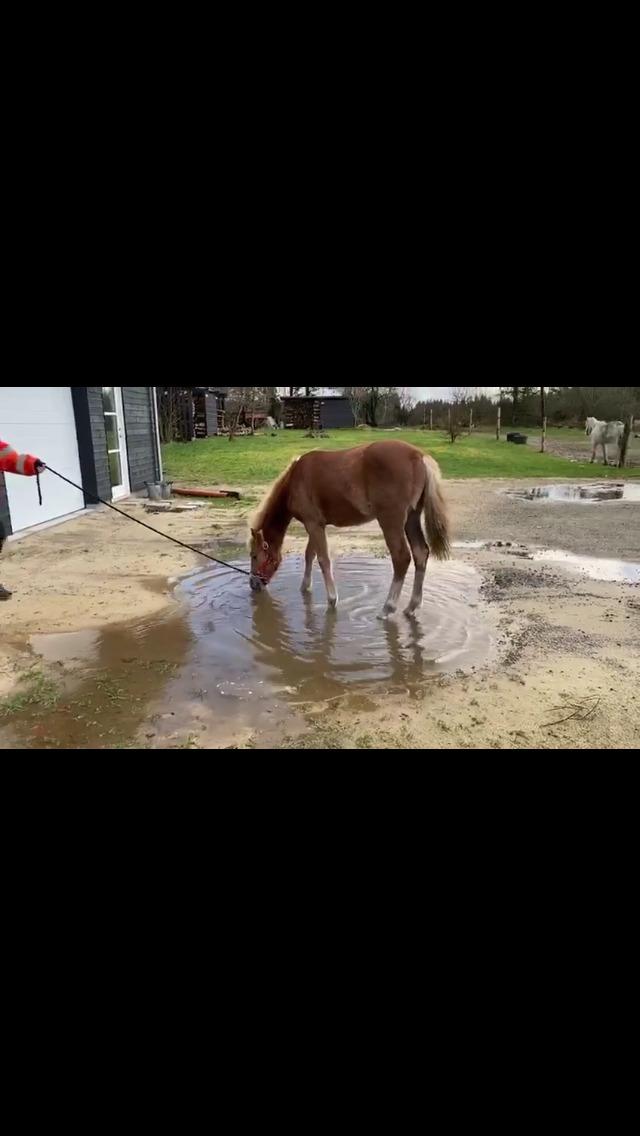 Anden særlig race Jack billede 8