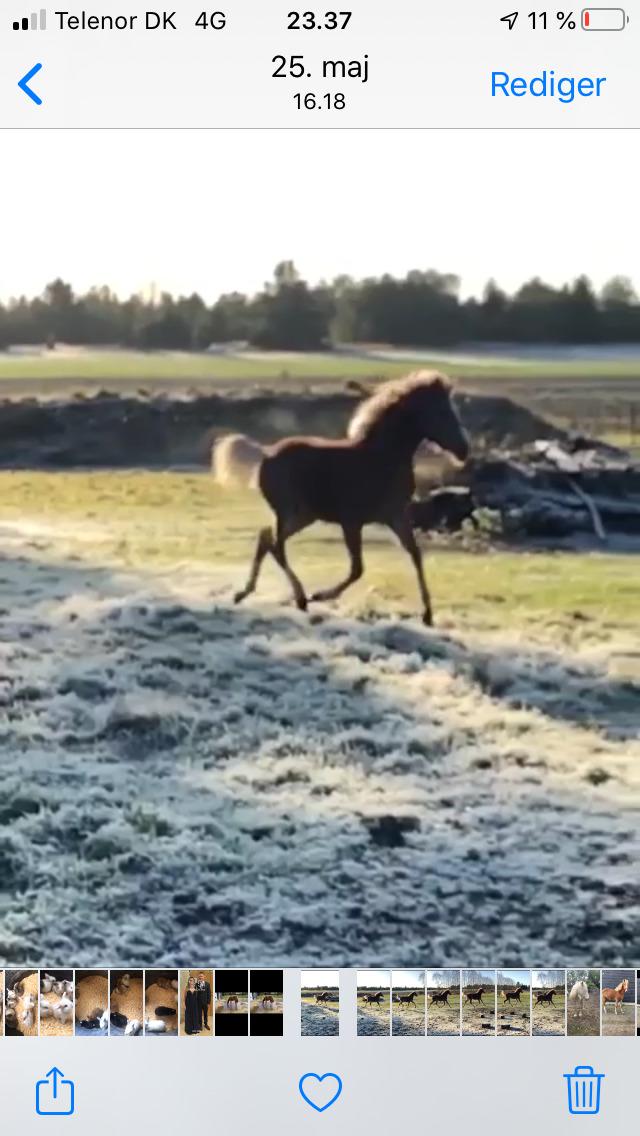 Anden særlig race Jack billede 9