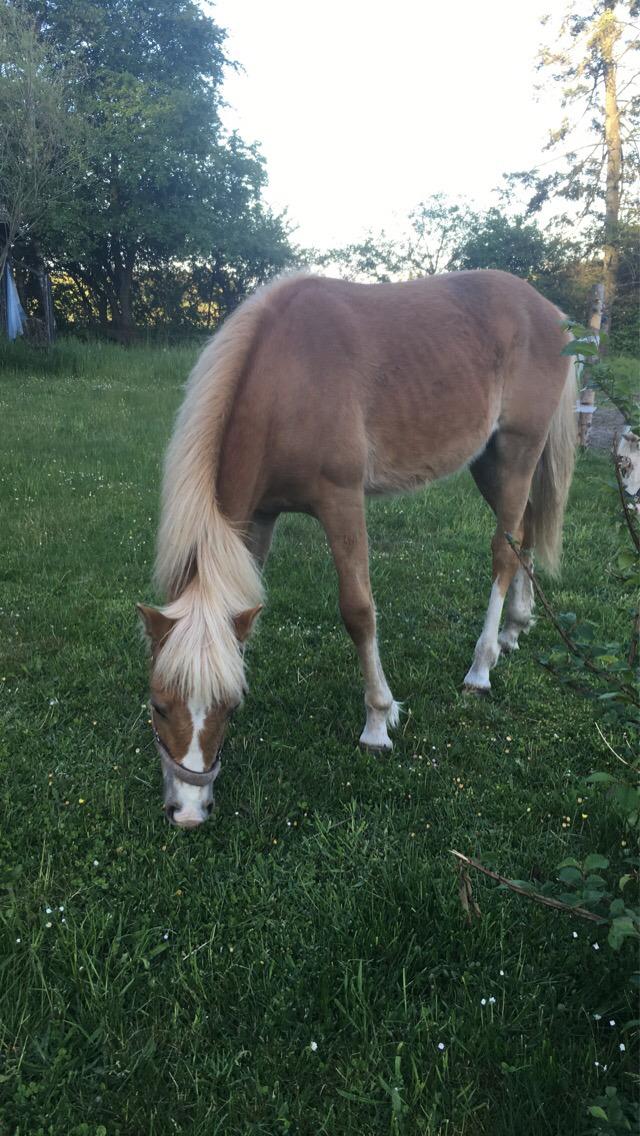 Anden særlig race Jack billede 4