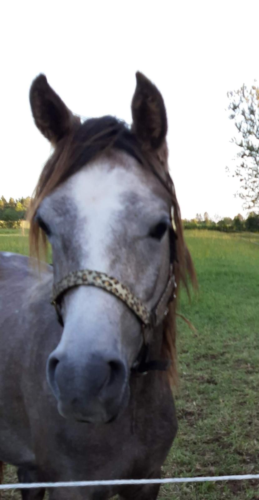 Arabisk fuldblod (OX) WA Electra billede 3